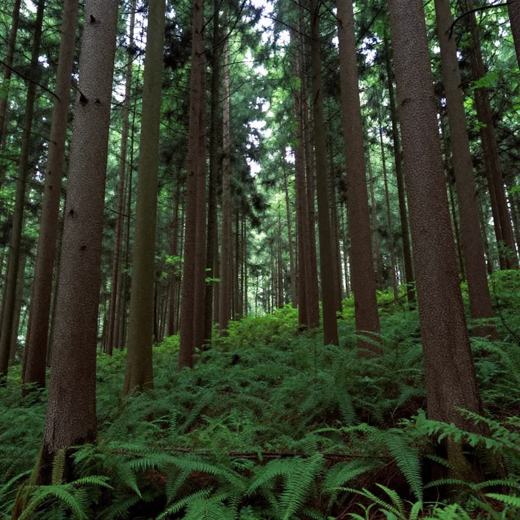 The Buy Clean Initiative: How Federal Procurement Addresses Embodied Carbon in Coatings
